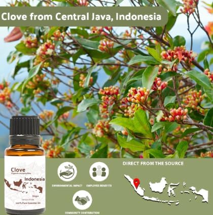 100% Pure Clove Essential Oils - Direct from Indonesian Essential Oils - Essential Oil for Diffusers Aromatherapy & Humidifiers (15ml) | Natural Cold-Pressed