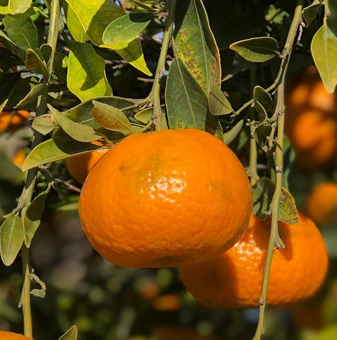 Orange Essential Oil - Direct from Citrusmade in Sicily- Aceite de Naranja Dulce for Home Care, Skincare $ Aromatherapy - Premium Therapeutic Grade (15ml)