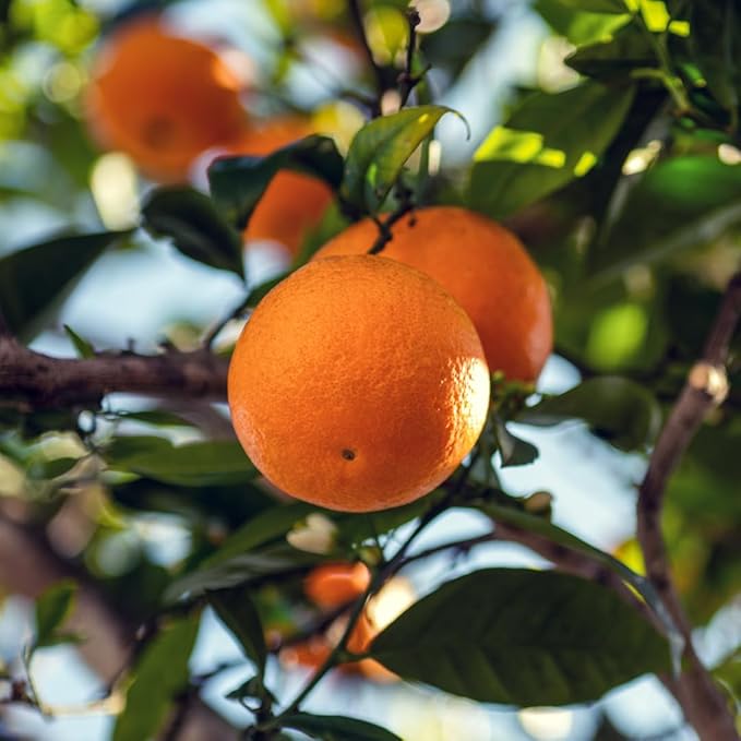 Blood Orange Essential Oil - Direct from Citrusmade in Sicily - Pure Essential Oil for Diffusers and Aromatherapy - Natural Citrus Scent | 100% Pure Therapeutic Grade (2lbs)