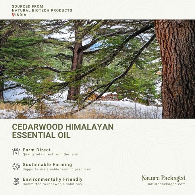 Cedarwood Himalayan Essential Oil - 100% Pure Steam Distilled Natural Cedarwood Himalayan Oil (Aceite de Cedro) from Natural Biotech NBT India for Aromatherapy & DIY Projects - 22lbs