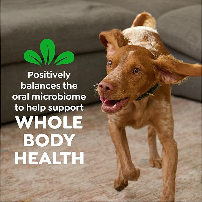 Greenies Veterinarian-Recommended Natural Dental Dog Treats Teenie Size, Original Flavor, 12 oz. Pack, 43 Count